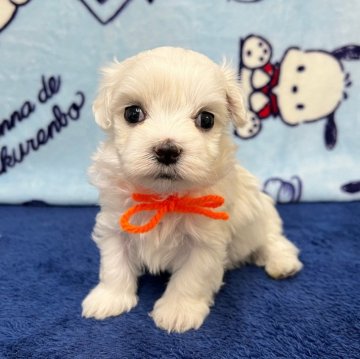 マルチーズ【大分県・男の子・2024年12月7日・ホワイト】の写真「お顔真ん丸さん🥰【仮名】カルくん🧡」