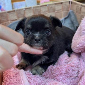 チワワ(ロング)【大分県・男の子・2024年12月11日・ブラックタンホワイト】の写真「ご飯大好き！のほほーんな僕【仮名】ルイスくん🩵」