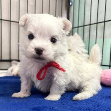 マルチーズ【大分県・男の子・2024年2月24日・ホワイト】の写真「むちむち短足の元気っ子😆【仮名】ひょうくん❤️」