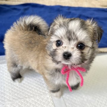 チワマル(マルチーズ×チワワ)【大分県・女の子・2024年5月2日・フォーン】の写真「可愛いおちび怪獣さん⋆͛🦖【仮名】ルレちゃん🩷」