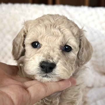 トイプードル(トイ)【大分県・男の子・2023年11月29日・クリーム】の写真「毛量たっぷり！優しいカラーののんびりさんです🐑💕」