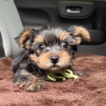 ヨークシャーテリア【大分県・男の子・2024年8月16日・スティールブルータン】の写真「小柄でお顔も可愛い僕💚【仮名】みつばくん💚」