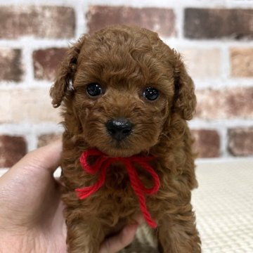 トイプードル(タイニー)【大分県・女の子・2024年6月30日・レッド】の写真「くりくりお目目可愛い🥰【仮名】みりんちゃん❤️」