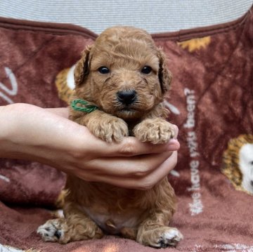 トイプードル(トイ)【大分県・男の子・2024年5月3日・レッド】の写真「真ん丸お目目の可愛い僕✨【仮名】コーラくん💚」