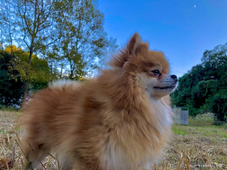 鈴木　文夫(すずき　ふみお)ブリーダー(静岡県・ポメラニアンなど・JKC登録)の紹介写真2