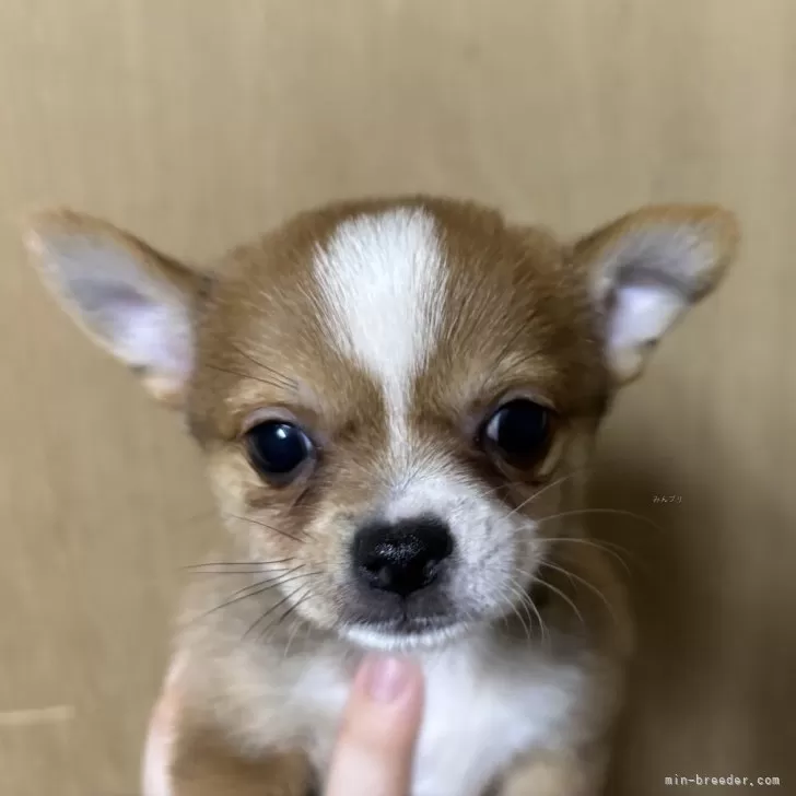 まめ 様のお迎えした子犬