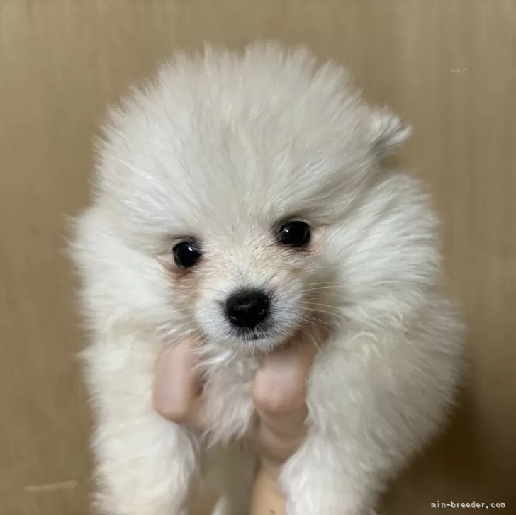 S.Y 様のお迎えした子犬