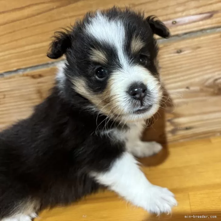 ゆっきー 様のお迎えした子犬