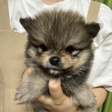 ポメラニアン【静岡県・男の子・2024年5月15日・オレンジセーブル】の写真「元気な男の子🩵7月14日まで見学可能」