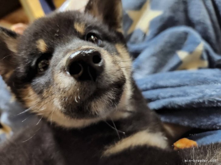 柴も複数頭飼育しており、かわいい子犬も産まれています。｜鈴木　二三子(すずき　ふみこ)ブリーダー(愛知県・ラブラドールレトリバーなど・JKC登録)の紹介写真5