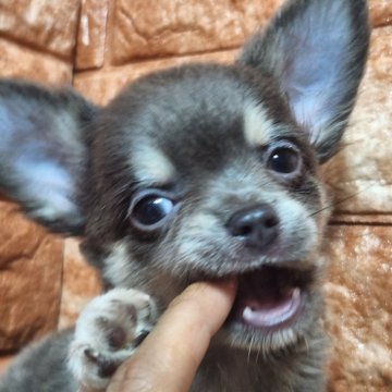 チワワ(ロング)【愛知県・男の子・2024年6月17日・ブルータン】の写真「綺麗なブルータンです。総額表示」