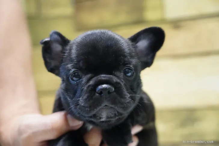 ピグ 様のお迎えした子犬