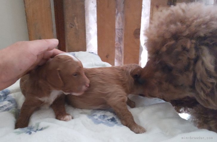 大川萬孫ブリーダーのブログ：さくらのマルプー目が開きました