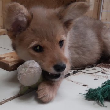 ミックス(トイプードル×柴犬)【秋田県・女の子・2023年9月18日・アプリコット】の写真「柴犬っぽいキュートな子」