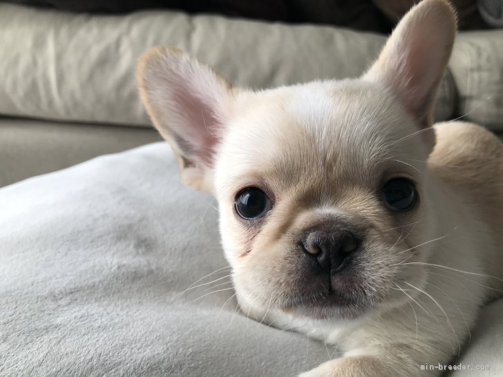 まとめ買い特価 お名前エプロン 笑い犬 小型犬 トイプードル チワワ ダックスフンド ポメラニアン シーズー パグ パピヨン フレンチブルドッグ コーギー グッズ 雑貨 Settefibra Com Br