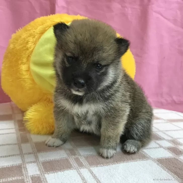 Y.Y 様のお迎えした子犬