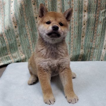 柴犬(標準サイズ)【茨城県・男の子・2024年12月24日・赤】の写真「三兄弟の元気な男の子です！」