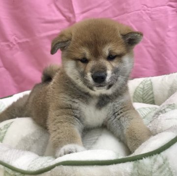 柴犬(標準サイズ)【茨城県・女の子・2024年12月14日・赤】の写真「人大好きな女の子♪」