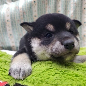 柴犬(標準サイズ)【茨城県・女の子・2024年12月24日・黒】の写真「三兄弟の元気な女の子です！」