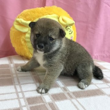 柴犬(標準サイズ)【茨城県・女の子・2024年10月22日・赤】の写真「可愛い女の子です♪」