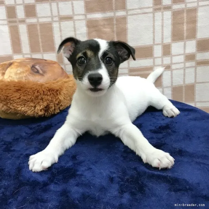 えりりん 様のお迎えした子犬