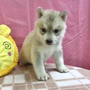 シベリアンハスキー【茨城県・男の子・2024年6月21日・シルバー】の写真「良血統です♪」