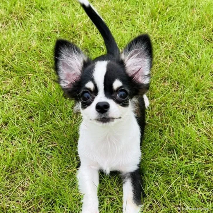 ゆうママ 様のお迎えした子犬