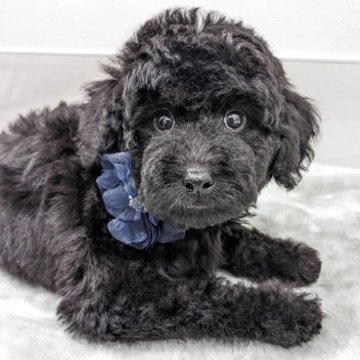 ミディアムプードル【滋賀県・男の子・2025年2月2日・ブラック】の写真「小さめのおちゃめな男の子」