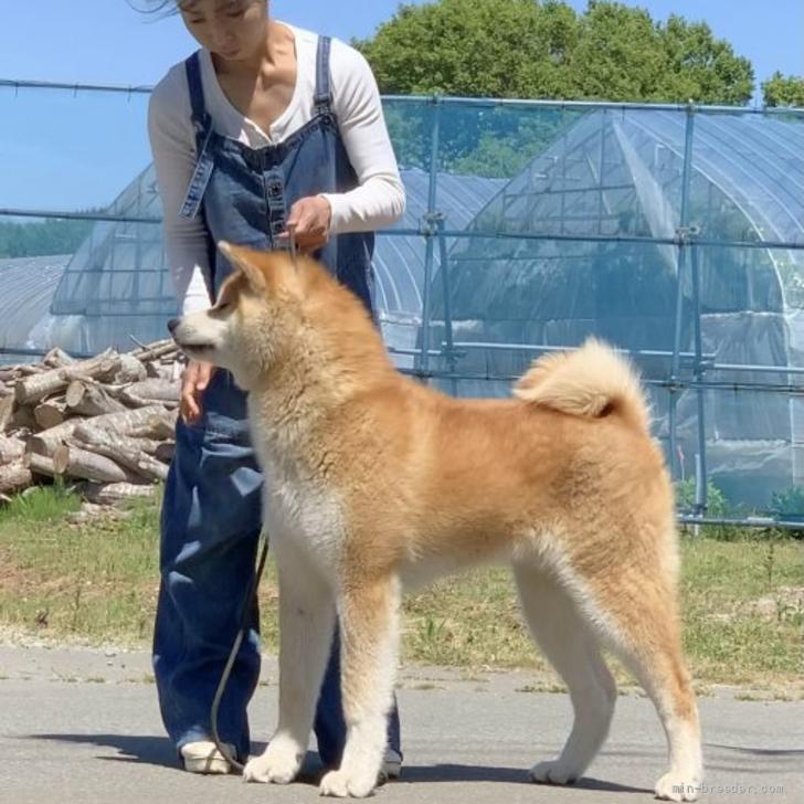 秋田犬 青森県 男の子 21年10月22日 赤毛 骨太く大きくておっとりしている男の子 みんなのブリーダー 子犬id 21