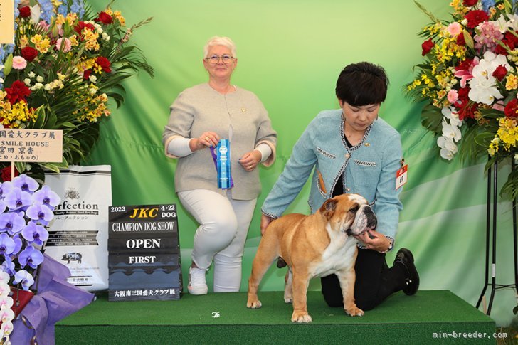 子犬達のパパです。　スペインのブリーダージャッジに評価いただきました。｜澤田　優(さわだ　ゆう)ブリーダー(京都府・ブルドッグ・JKC登録)の紹介写真1