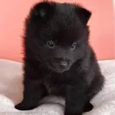 スキッパーキ