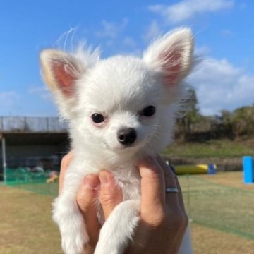 チワワ(ロング)【福岡県・男の子・2023年6月11日・ホワイト】の写真「極小チワワ11/25写真更新
寒くても元気💕」