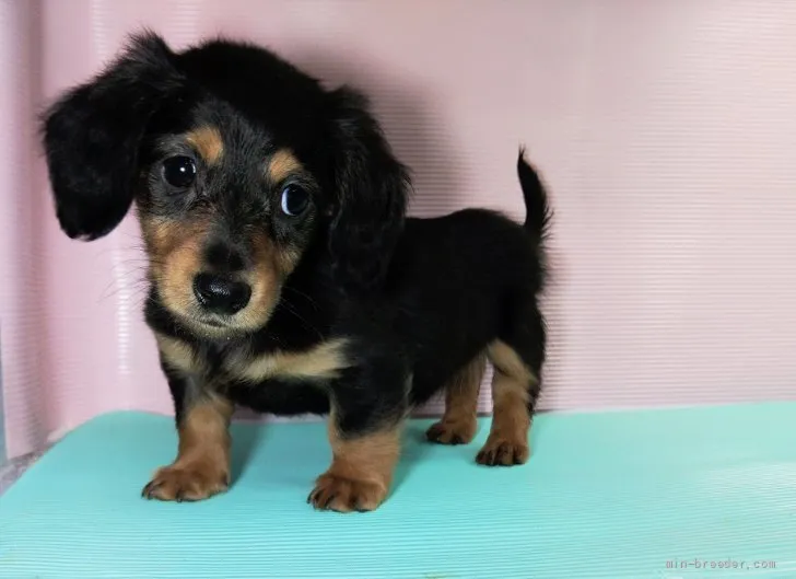 ニーナ 様のお迎えした子犬