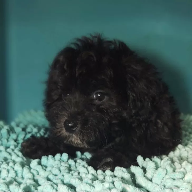 メガネきんにく 様のお迎えした子犬