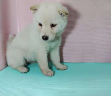 柴犬(標準サイズ)【群馬県・女の子・2021年11月8日・白】の写真「おとなしい女の子」