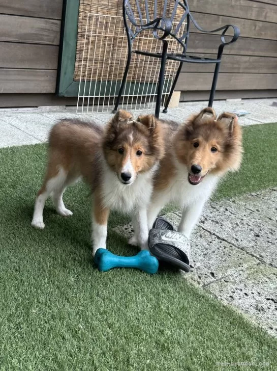 昔同じく家の庭で撮りました。シェルティの子犬です。 - その他