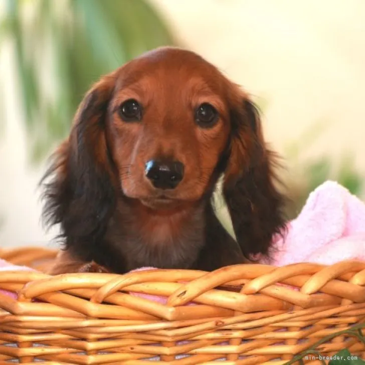 きめり 様のお迎えした子犬