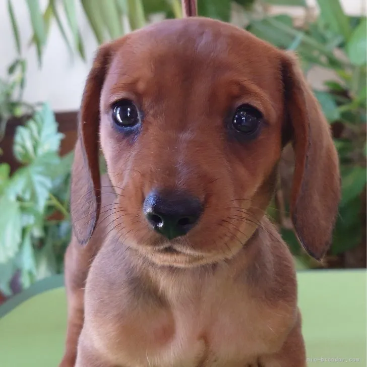 ぷーにゃん 様のお迎えした子犬