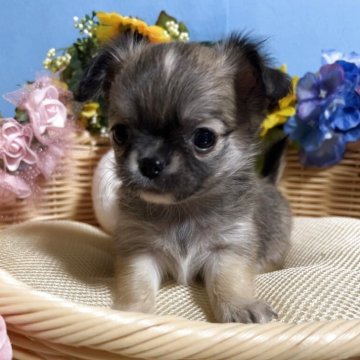 チワワ(ロング)【福岡県・女の子・2025年3月14日・フォーン&ホワイト】の写真「鼻ぺちゃお顔まん丸小振りでかわいい女の子です♪」