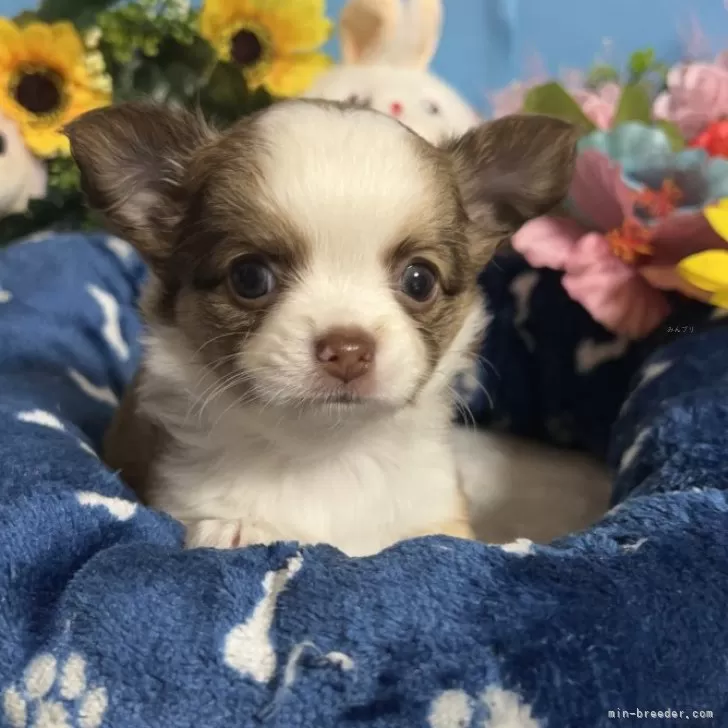 サユ 様のお迎えした子犬