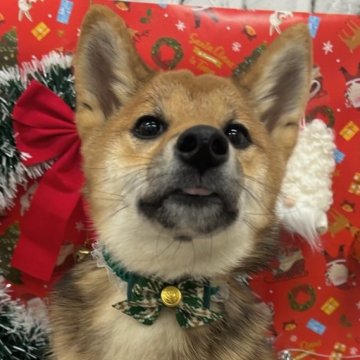 柴犬(標準サイズ)【東京都・男の子・2024年6月15日・赤】の写真「🎄🎄12月26日まで、クリスマスフェア開催中」