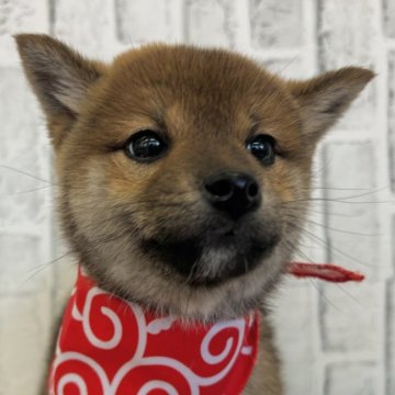 柴犬(標準サイズ)【東京都・女の子・2024年12月9日・赤】の写真「とても小柄な女の子！」