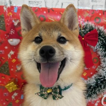 柴犬(標準サイズ)【東京都・男の子・2024年6月7日・赤】の写真「🎄🎄12月26日まで、クリスマスフェア開催中」