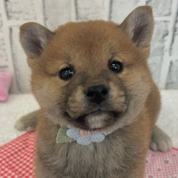 柴犬(標準サイズ)【東京都・男の子・2024年12月15日・赤】の写真「丸顔元気な４兄弟」