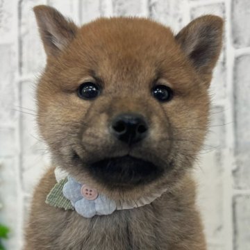 柴犬(標準サイズ)【東京都・男の子・2024年12月15日・赤】の写真「丸顔元気な４兄弟」