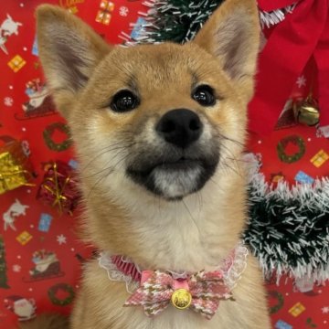 柴犬(標準サイズ)【東京都・女の子・2024年8月12日・赤】の写真「🎄🎄12月26日まで、クリスマスフェア開催中」