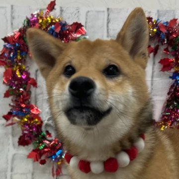 柴犬(標準サイズ)【東京都・男の子・2024年6月15日・赤】の写真「🎄🎄12月26日まで、クリスマスフェア開催中」