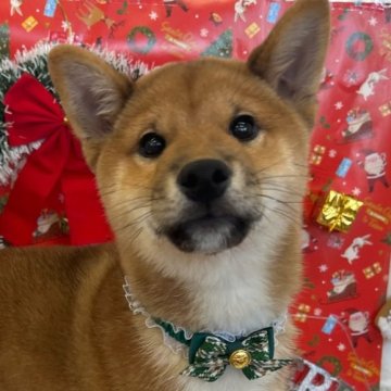 柴犬(標準サイズ)【東京都・男の子・2024年9月1日・赤】の写真「🎄🎄12月26日まで、クリスマスフェア開催中」