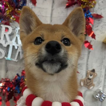 柴犬(標準サイズ)【東京都・男の子・2024年8月12日・赤】の写真「12月30日・31日も見学可能です！」