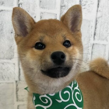 柴犬(標準サイズ)【東京都・男の子・2024年12月15日・赤】の写真「丸顔元気な４兄弟」